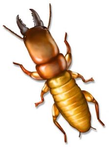 dampwood-termite-illustration[1]